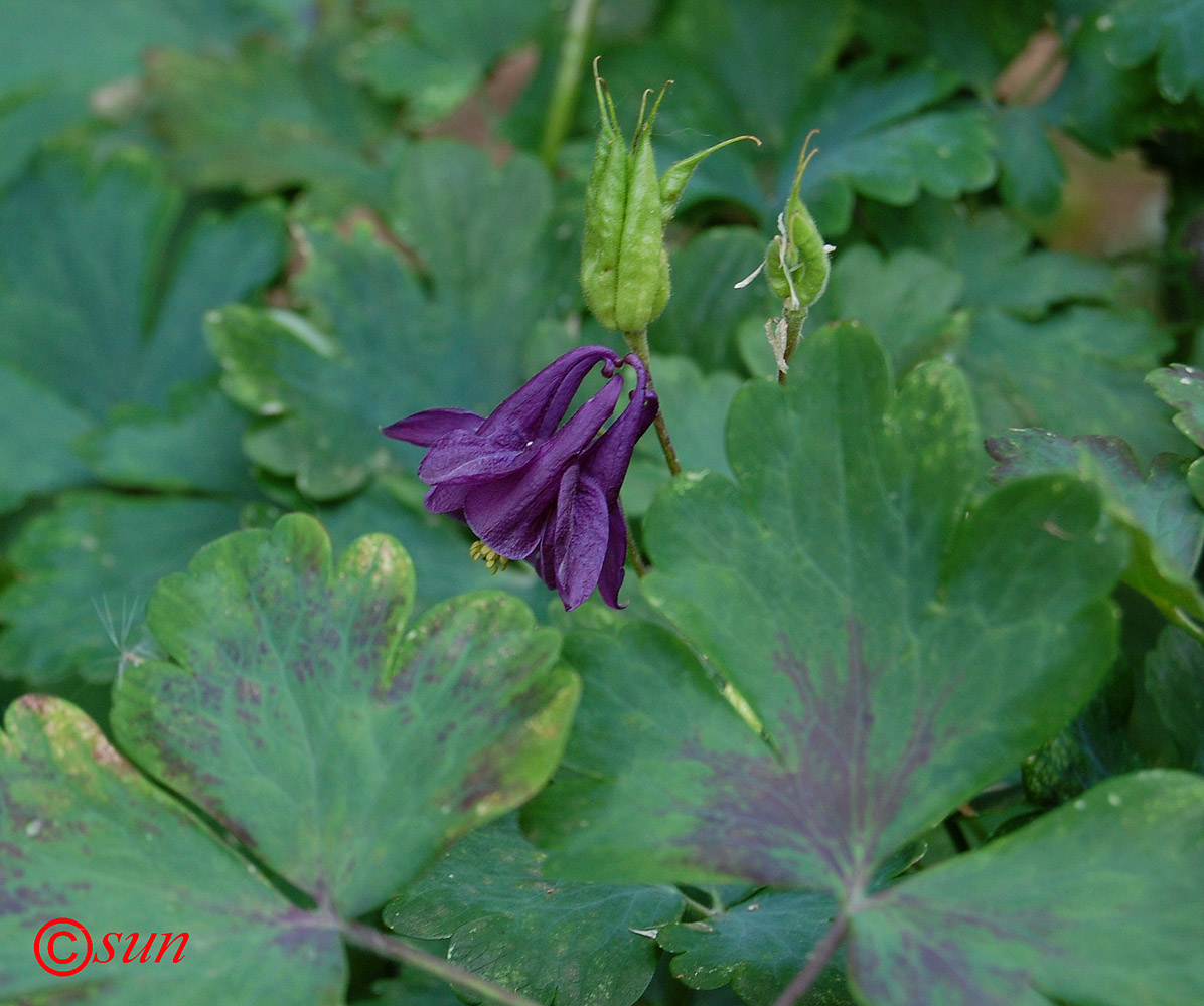 Изображение особи Aquilegia vulgaris.