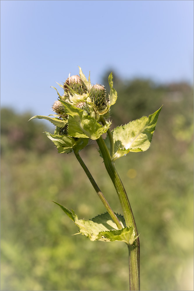 Изображение особи Cirsium oleraceum.