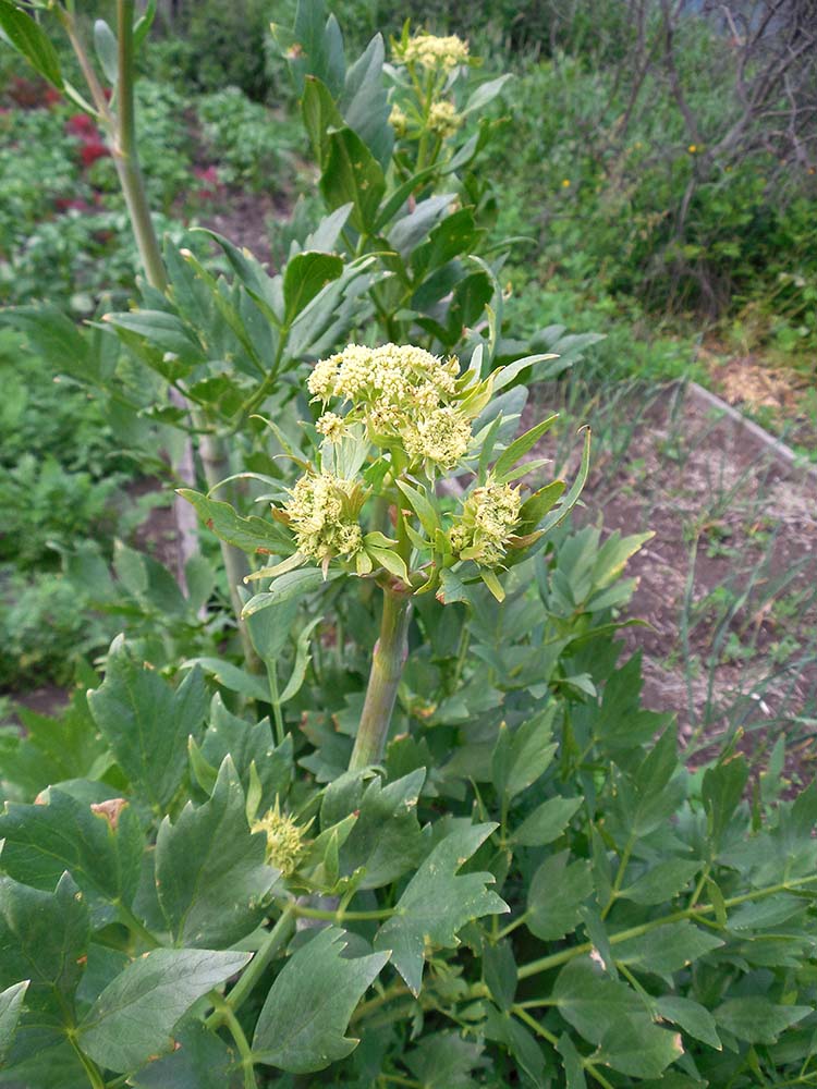 Изображение особи Levisticum officinale.