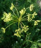 Peucedanum morisonii