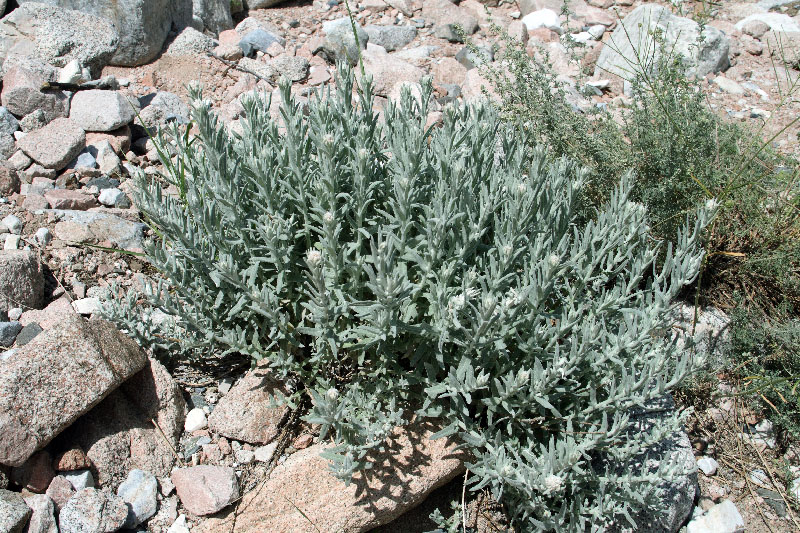 Image of Anaphalis velutina specimen.