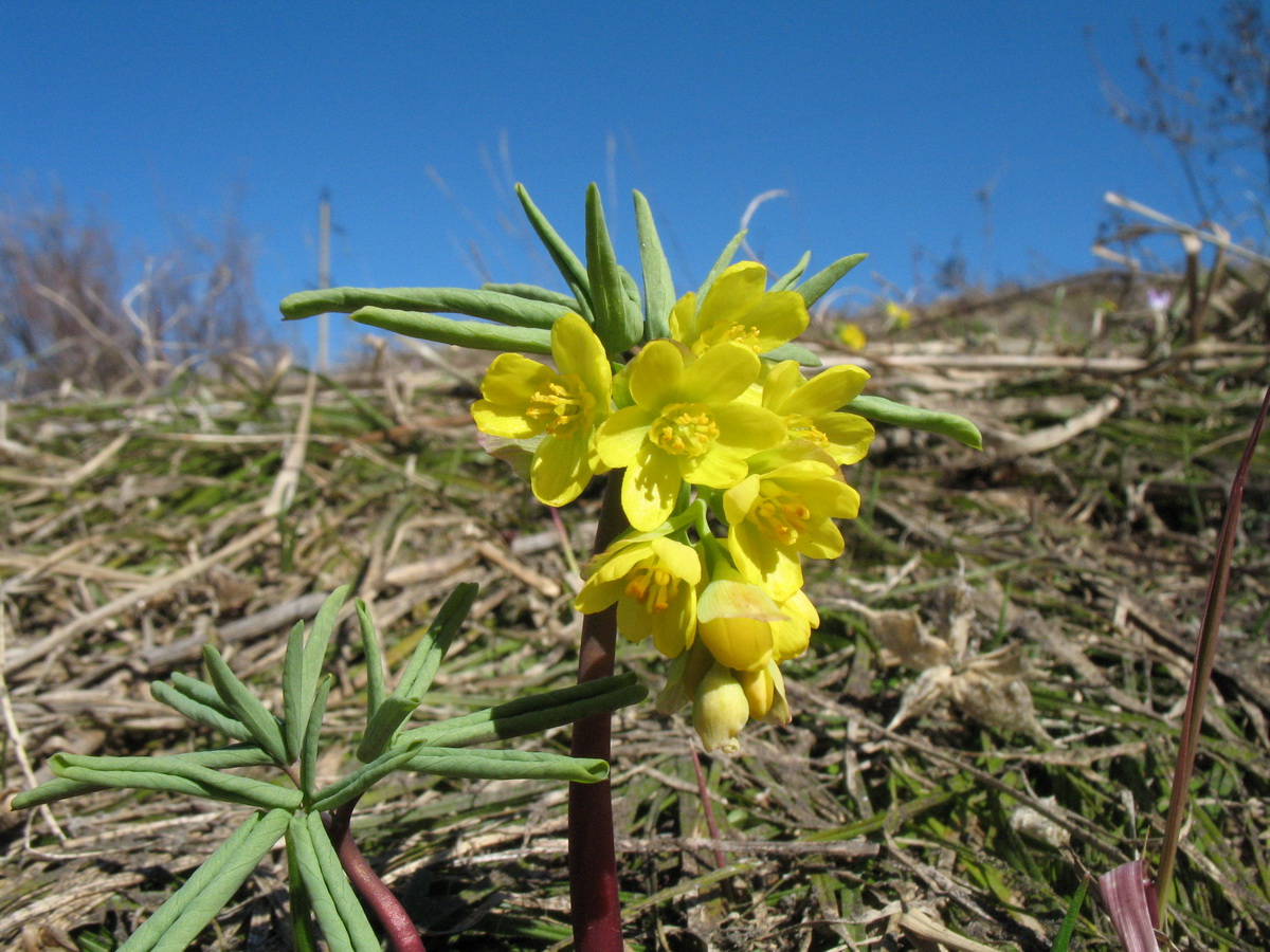 Изображение особи Gymnospermium altaicum.