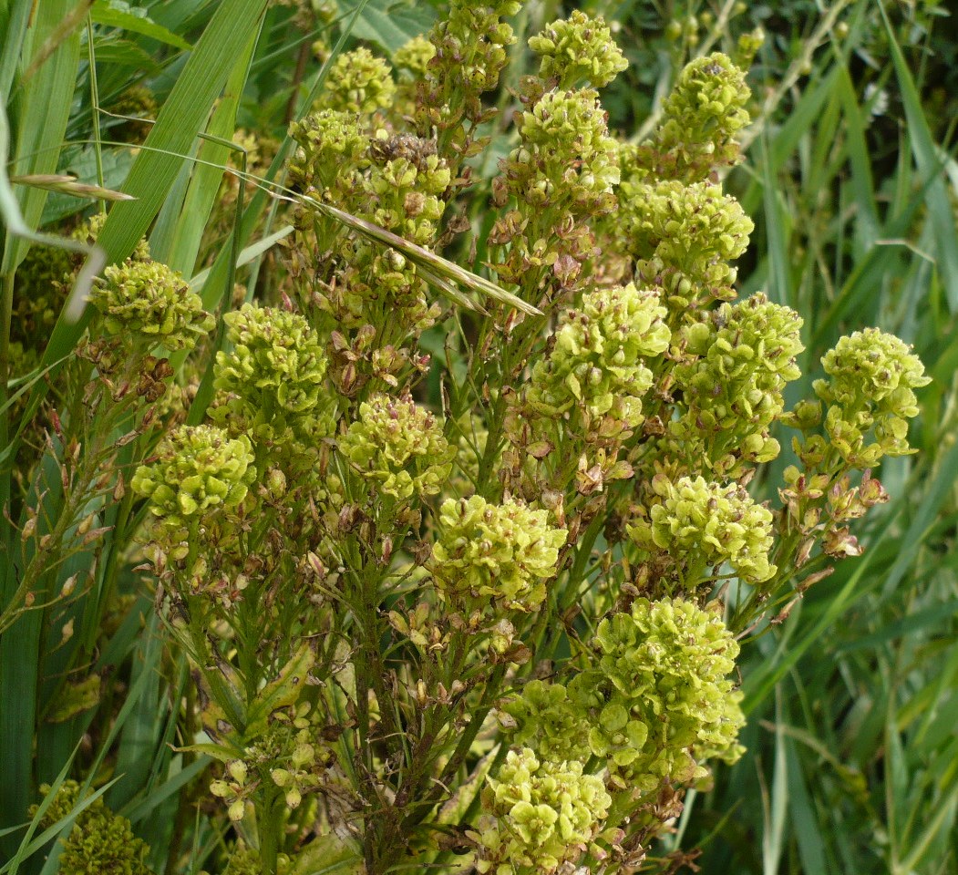 Image of Bunias orientalis specimen.