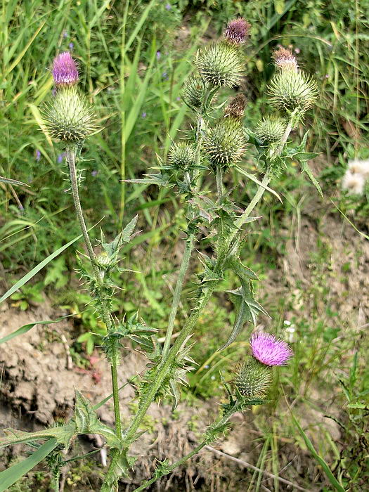 Image of Cirsium vulgare specimen.