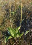 Plantago cornuti. Цветущее растение. Украина, Запорожская обл., Бердянский р-н, г. Бердянск, Бердянская коса. 01.08.2014.