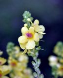 Verbascum pyramidatum. Часть соцветия. Карачаево-Черкесия, гора Шоана, луговой склон. 27.07.2014.