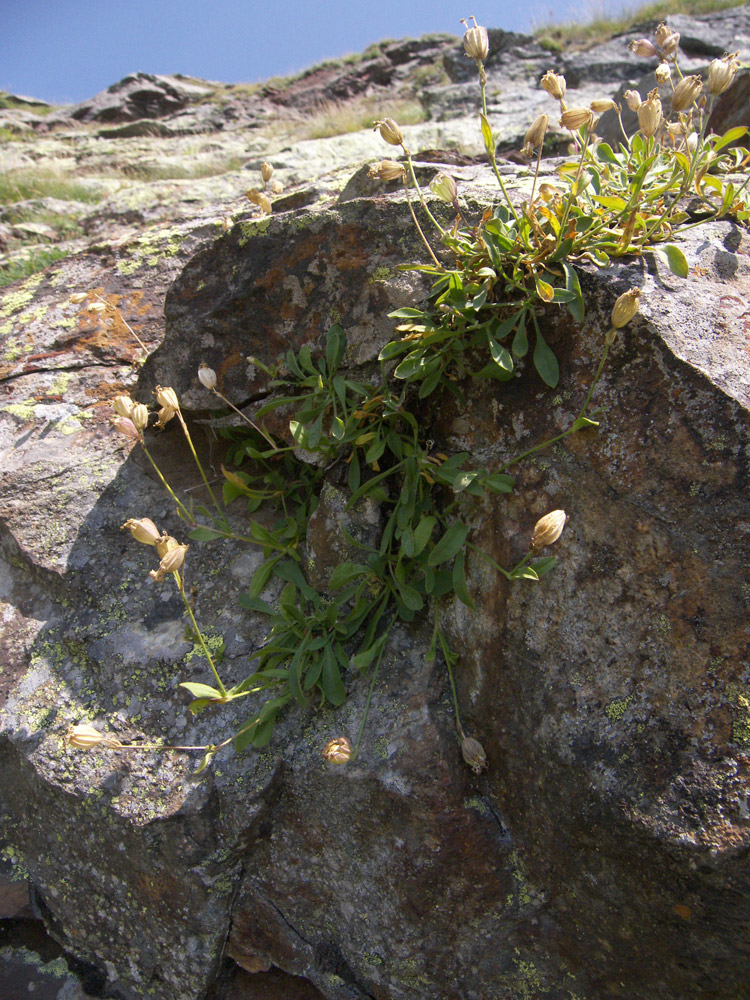 Image of Silene lychnidea specimen.