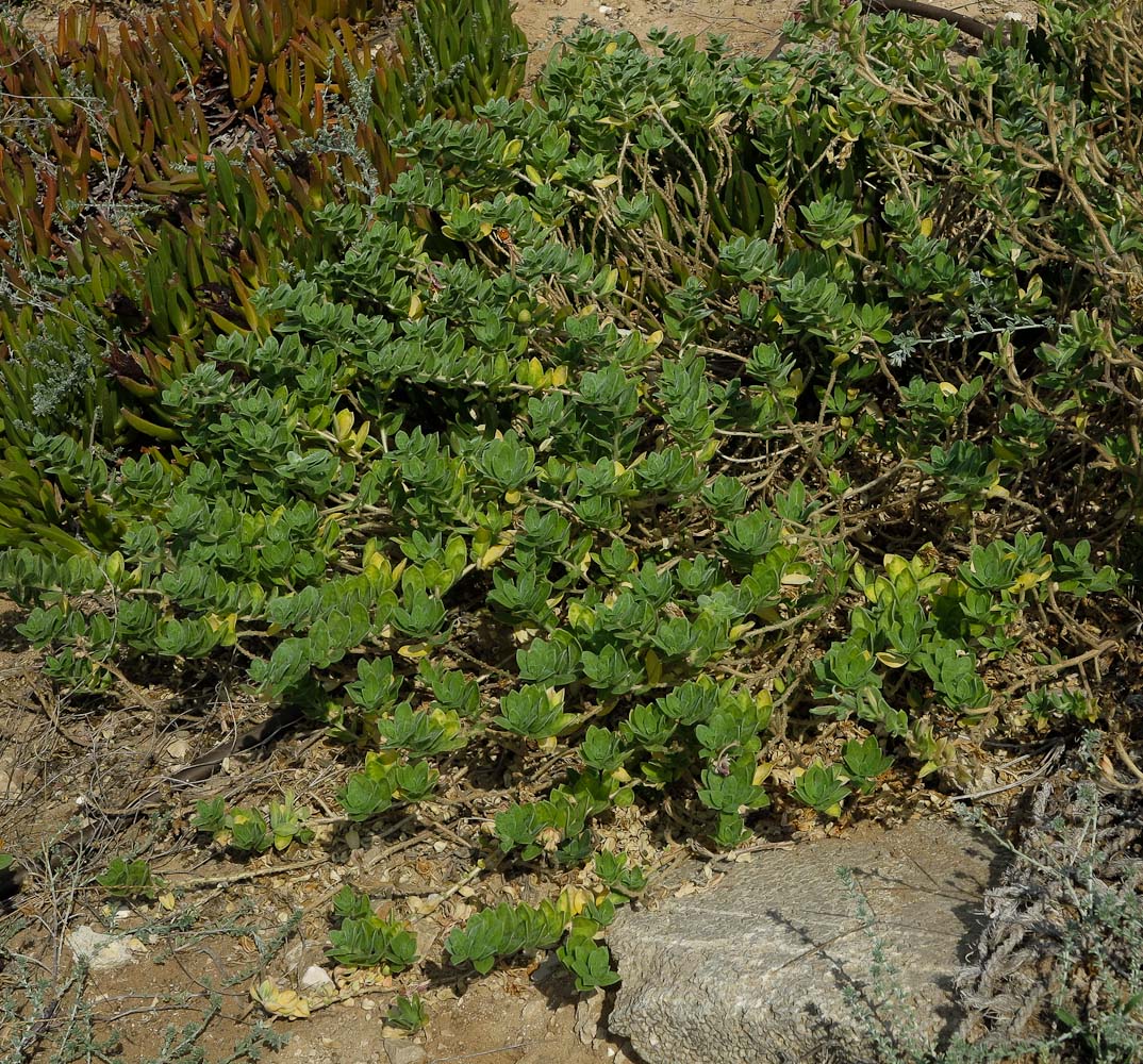 Image of Oenothera drummondii specimen.