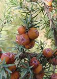 Juniperus deltoides