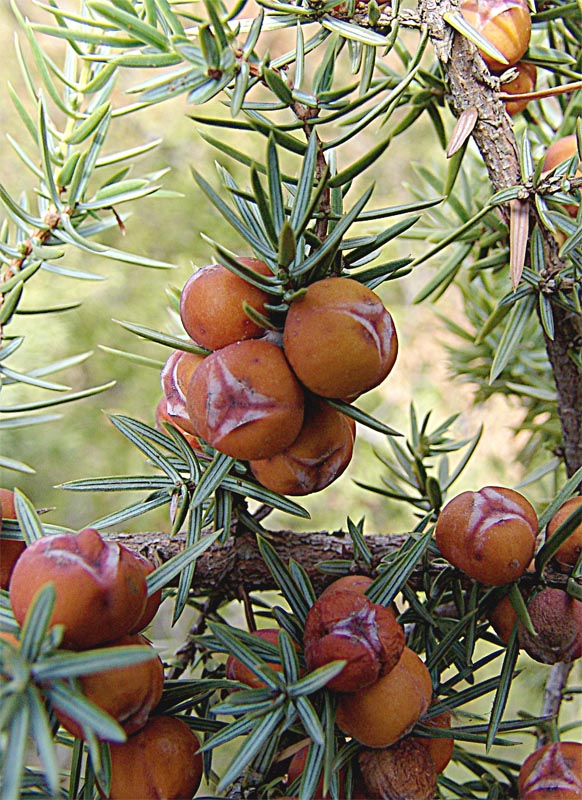 Изображение особи Juniperus deltoides.