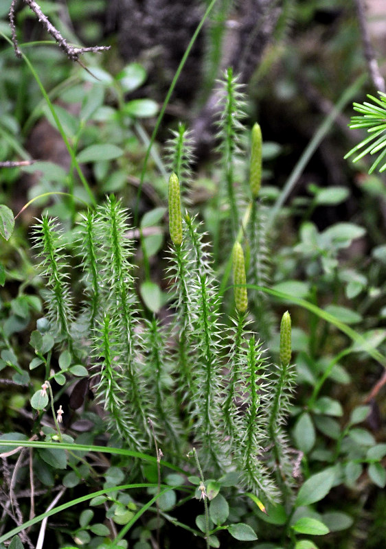 Изображение особи Lycopodium annotinum.