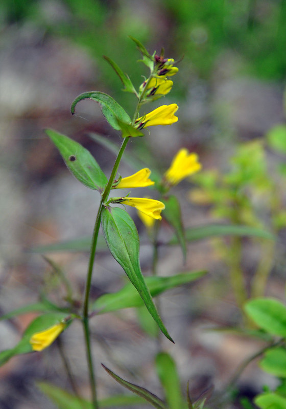 Image of Melampyrum pratense specimen.