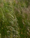 Deschampsia cespitosa