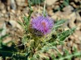 Cirsium pugnax. Верхушка цветущего растения. Карачаево-Черкесия, гора Мусса-Ачитара, каменистый склон (выс. около 2700 м н.у.м.). 31.07.2014.