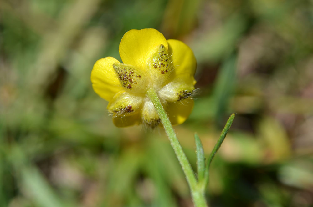 Image of Ranunculus polyanthemos specimen.