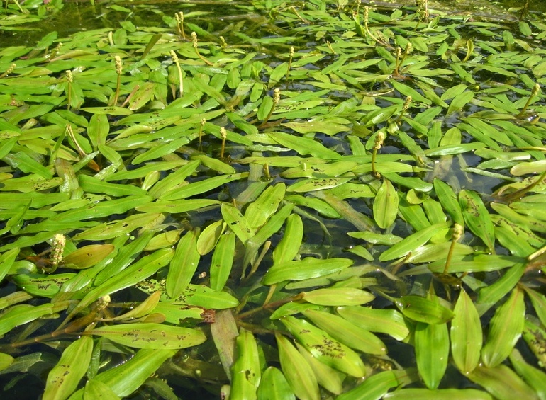 Image of Potamogeton alpinus specimen.