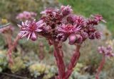 Sempervivum pumilum