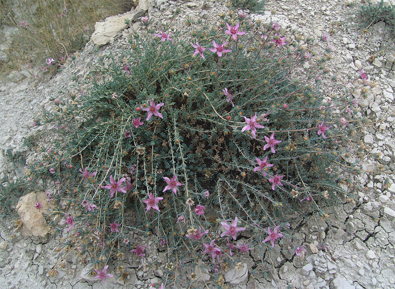 Image of Reaumuria cistoides specimen.