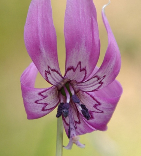 Изображение особи Erythronium japonicum.