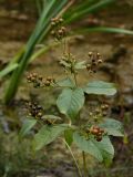 Lysimachia vulgaris. Плодоносящее растение. Старый Петергоф, конец сентября.