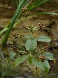 Lysimachia vulgaris