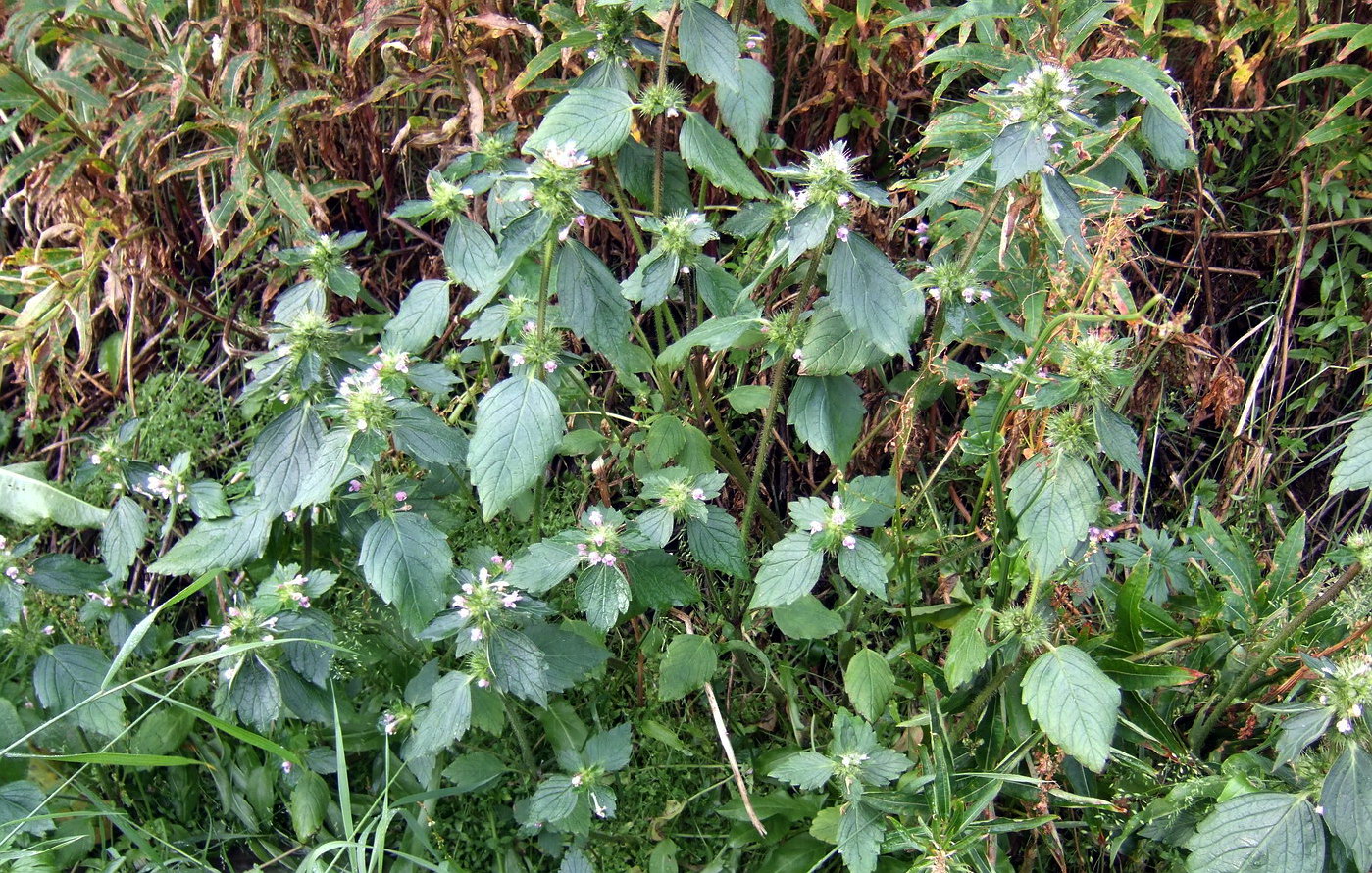 Изображение особи Galeopsis bifida.