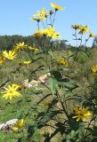 Helianthus tuberosus. Цветущее растение на свалке. Томская обл., г. Томск. 1.09.2007.