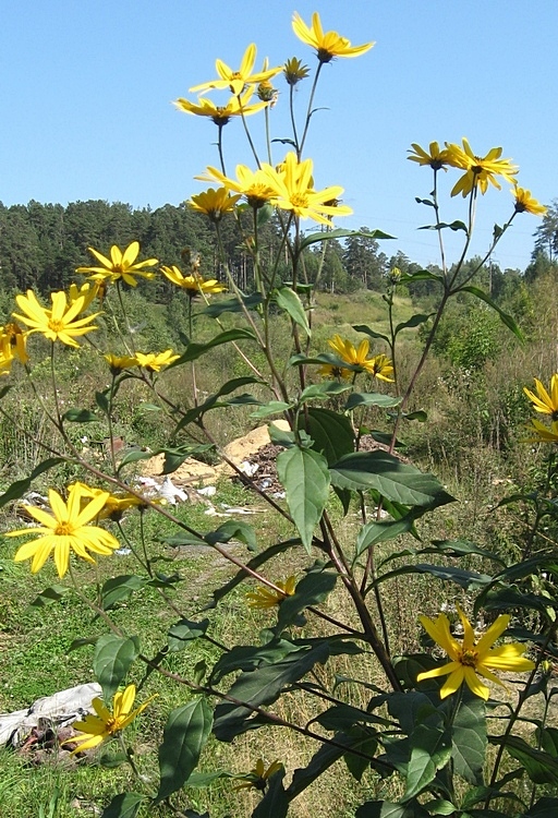 Изображение особи Helianthus tuberosus.