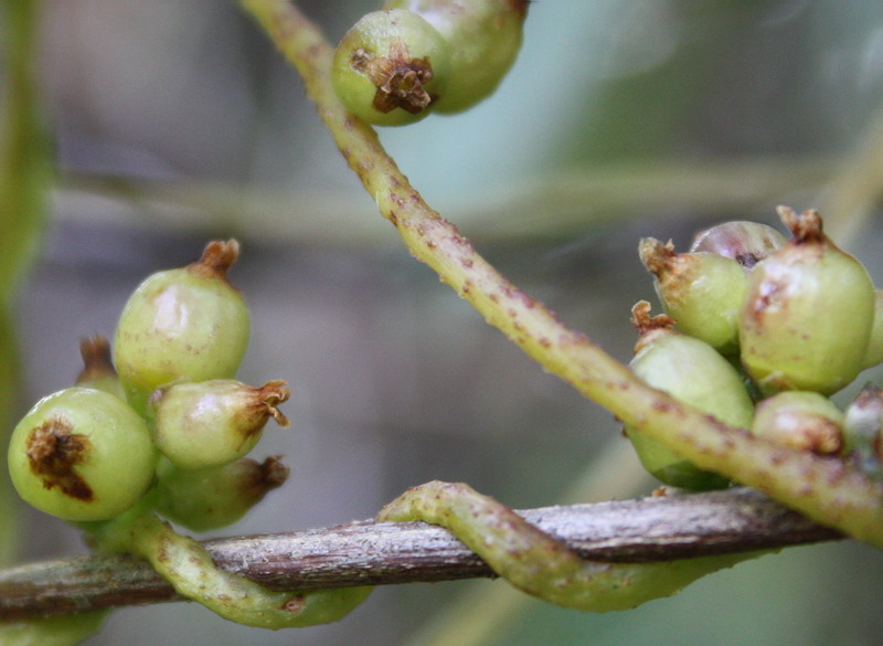 Изображение особи Cuscuta lupuliformis.