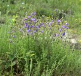 Campanula praealta