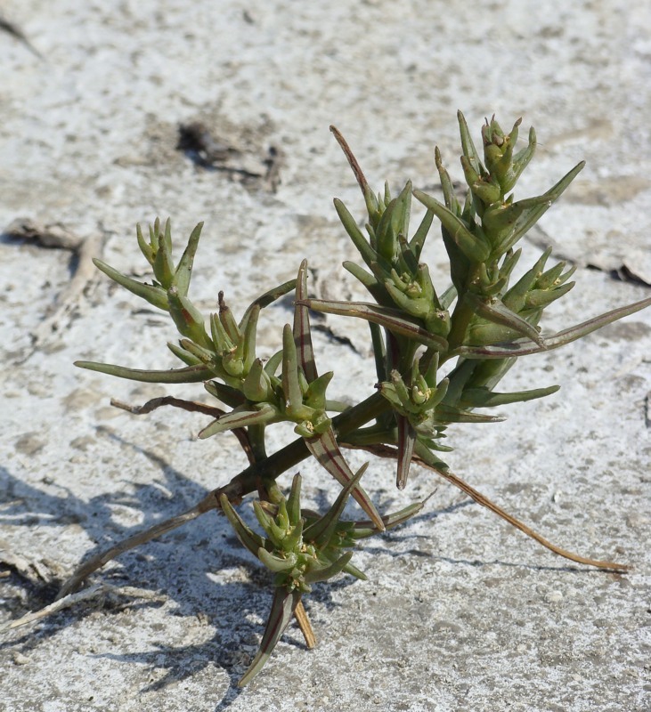 Image of Salsola soda specimen.