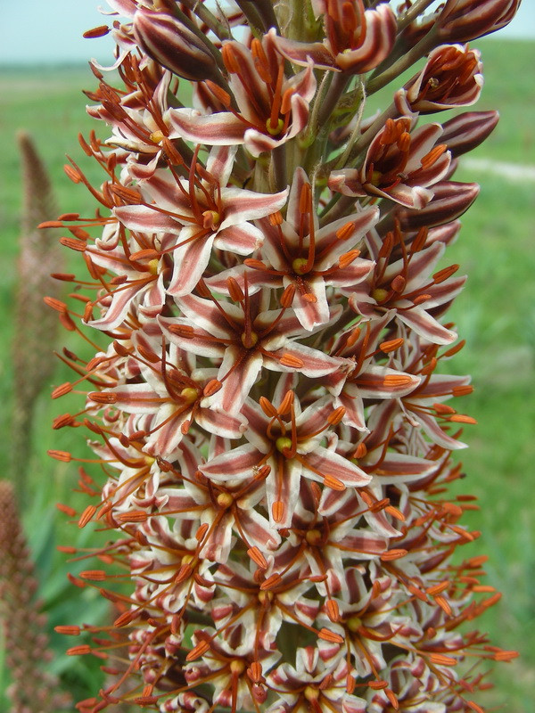 Изображение особи Eremurus regelii.