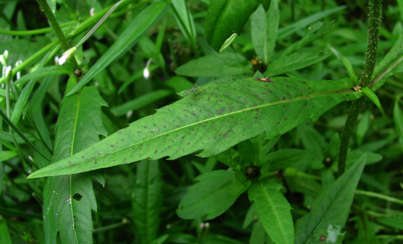 Image of Bidens cernua specimen.