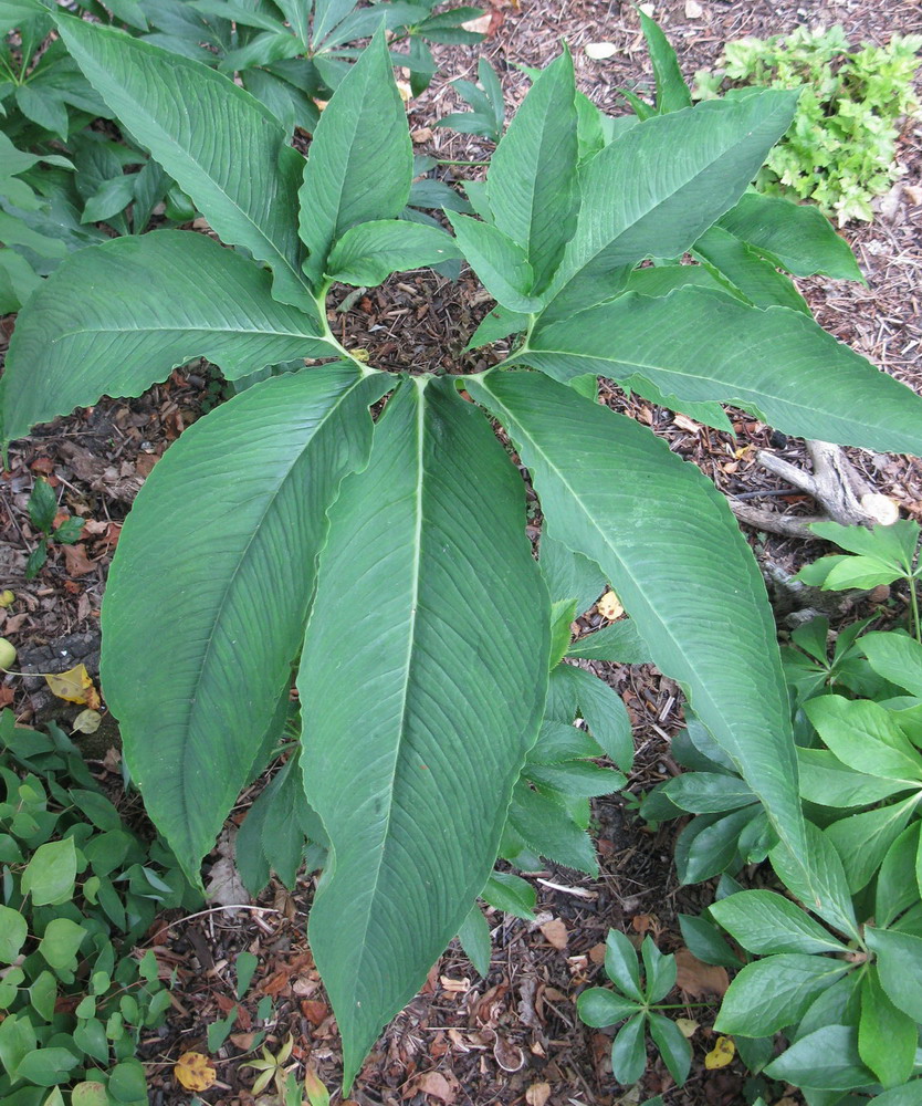 Image of Sauromatum venosum specimen.