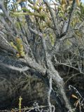 Halocnemum strobilaceum
