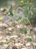 Trigonella striata. Побег с соцветием и соплодием. Горный Крым, Главная гряда, Чернореченский каньон. 5 мая 2015 г.