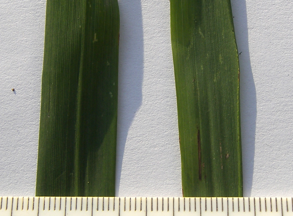 Image of Festuca drymeja specimen.