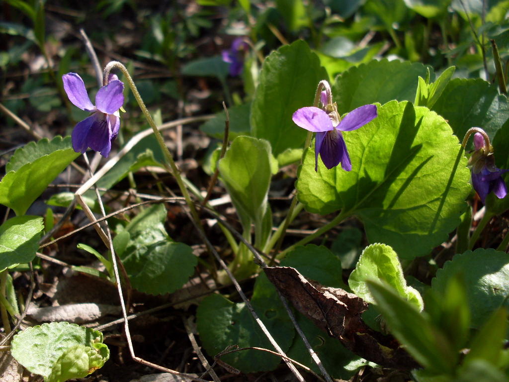 Изображение особи Viola odorata.