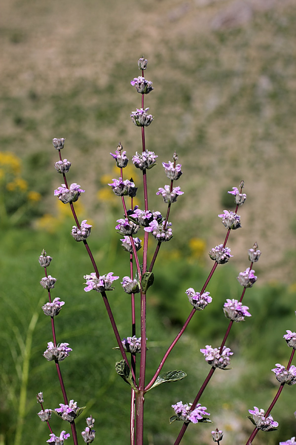 Image of Phlomoides brachystegia specimen.