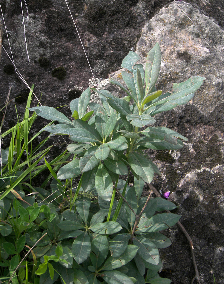 Image of Rhododendron luteum specimen.