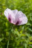 Papaver somniferum