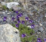 род Campanula