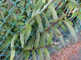 Epidendrum obrienianum. Вегетативные побеги. Австралия, г. Брисбен, в культуре. 25.10.2015.