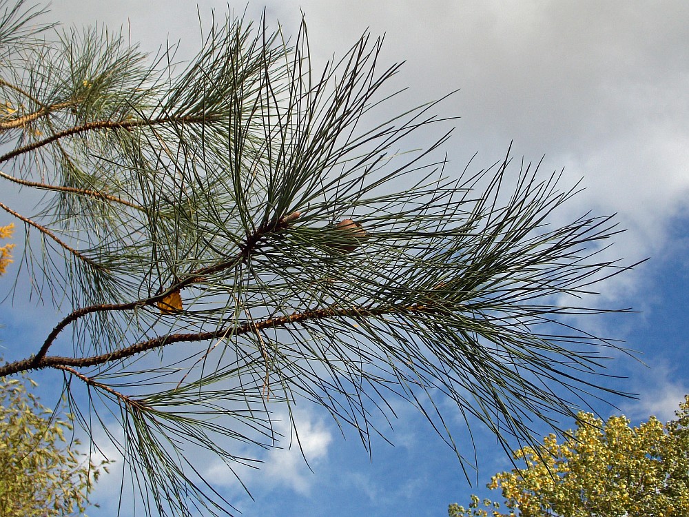 Изображение особи Pinus ponderosa.
