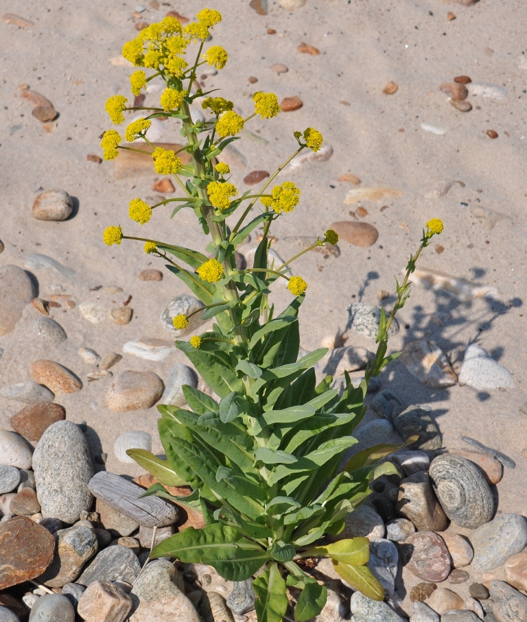 Image of Isatis oblongata specimen.