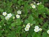 Fragaria orientalis. Цветущие растения. Иркутская обл., окр. г. Иркутска, лес. 12.06.2013.