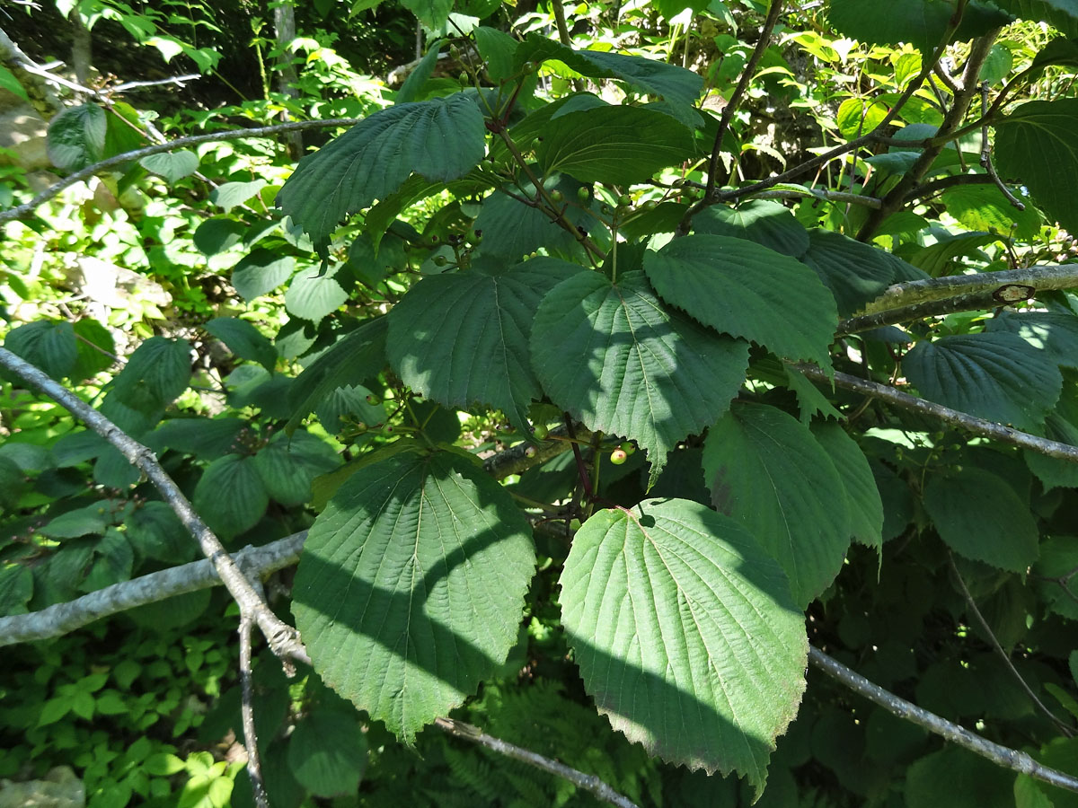 Image of Viburnum wrightii specimen.