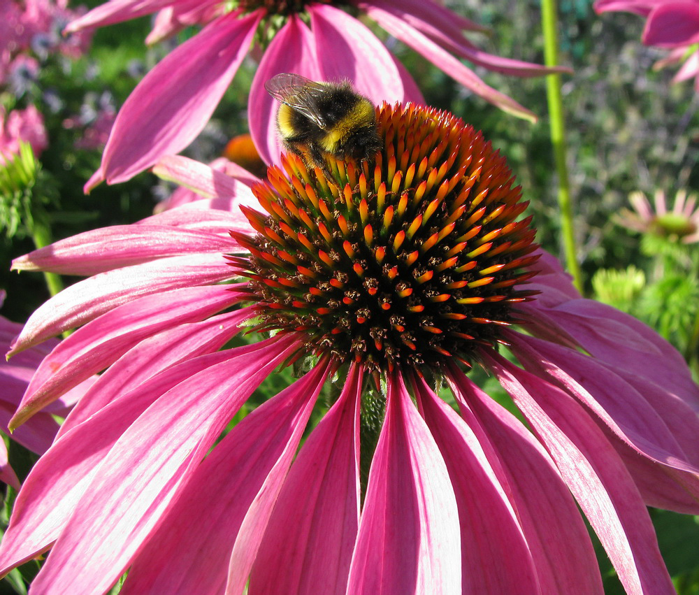 Изображение особи Echinacea purpurea.