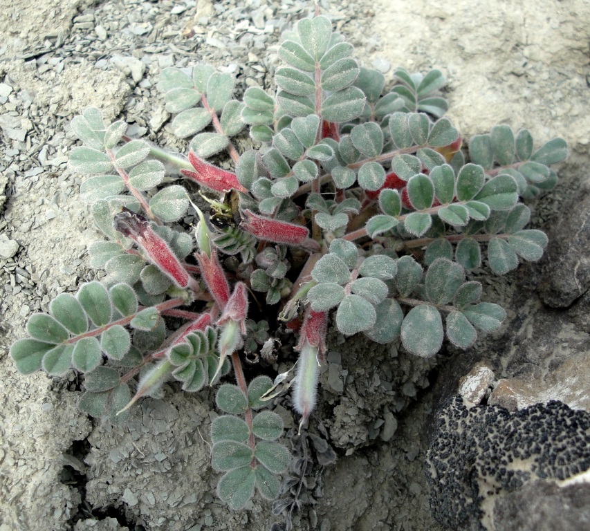 Image of Chesneya kopetdaghensis specimen.