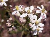 Clematis songorica. Соцветие. Кыргызстан, Нарынская обл., правый берег р. Нарын, I надпойменная терраса ниже с. Ак-Булун. 05.07.2015.